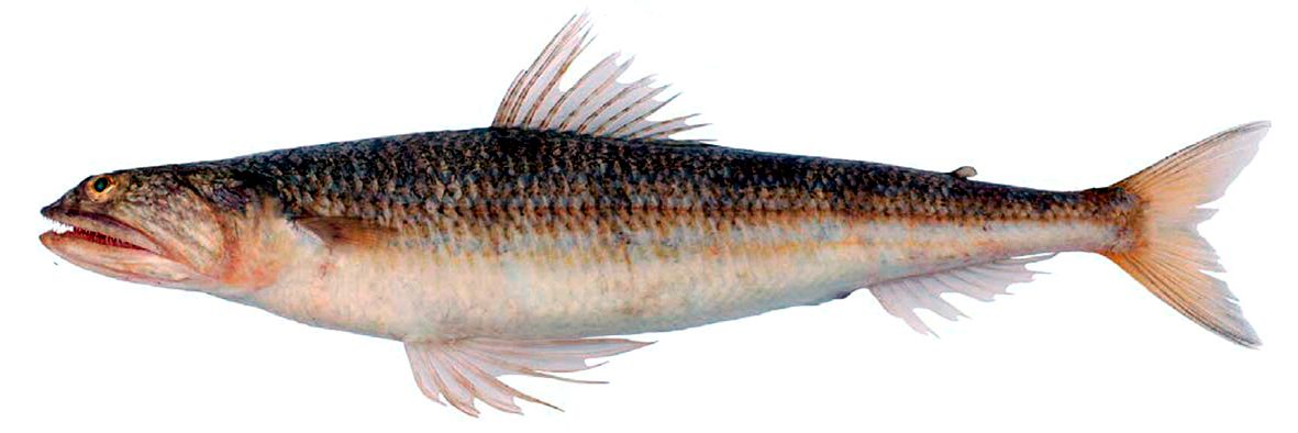 Synodus saurus_07.jpg